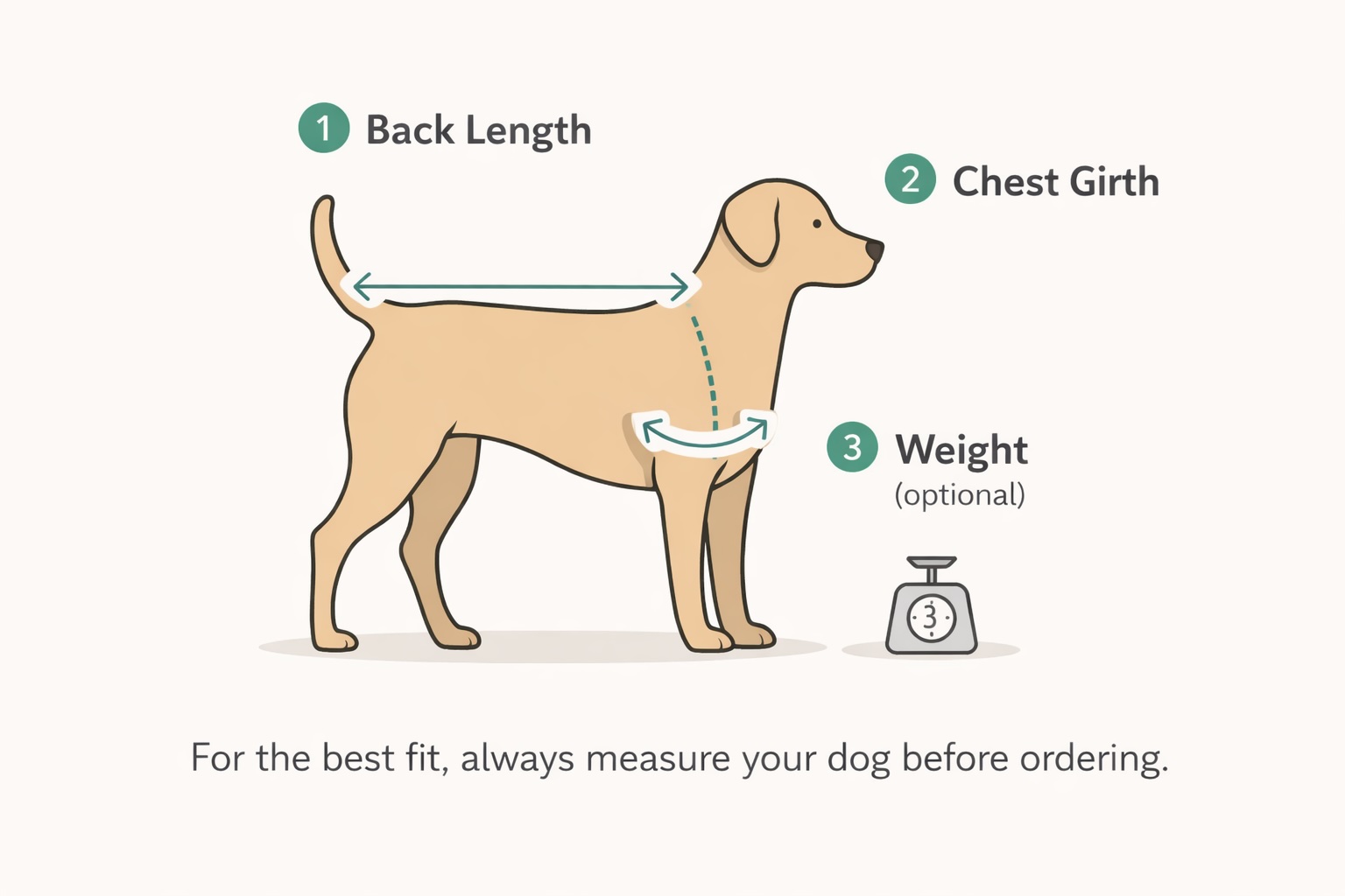 Dog measurement diagram showing how to measure back length and chest girth